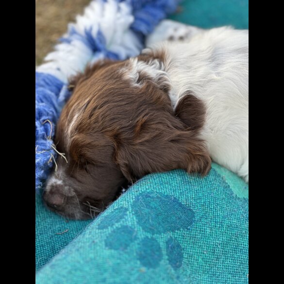 Sprocker Spaniel - Both