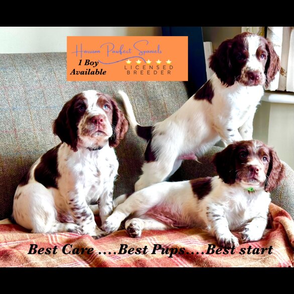 Sprocker Spaniel - Both