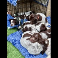 Sprocker Spaniel - Both