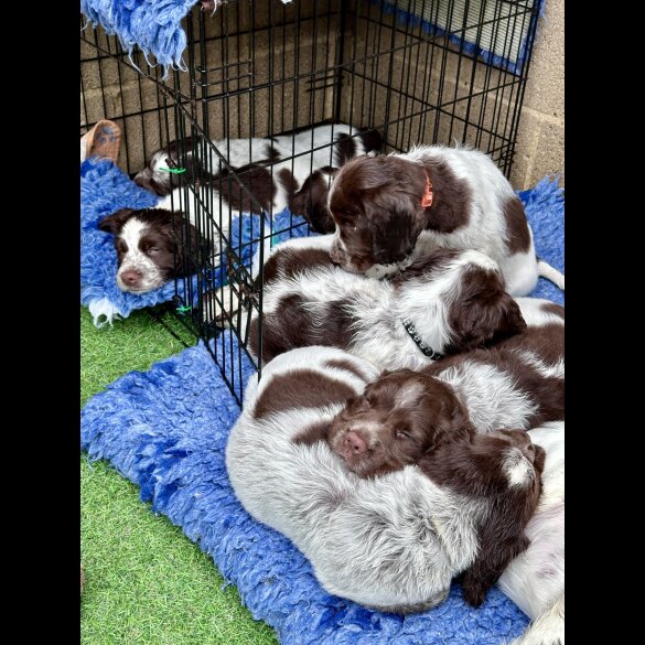 Sprocker Spaniel - Both