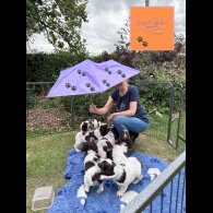 Sprocker Spaniel - Both
