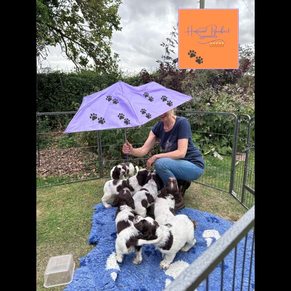 Sprocker Spaniel - Both