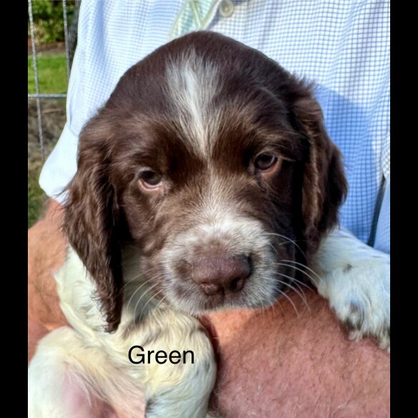 Sprocker Spaniel - Both