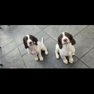 Sprocker Spaniel - Both