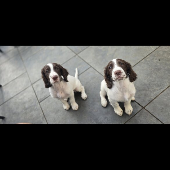 Sprocker Spaniel - Both