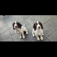 Sprocker Spaniel - Both
