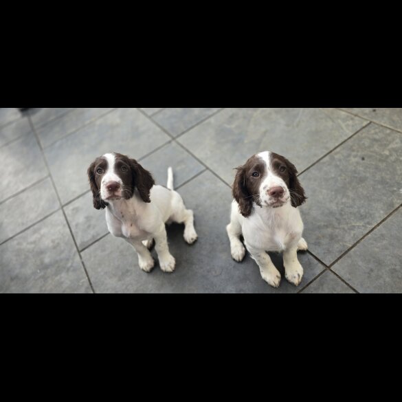 Sprocker Spaniel - Both