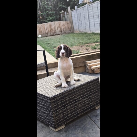 Sprocker Spaniel - Both
