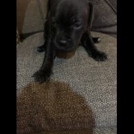 Staffordshire Bull Terrier - Dogs