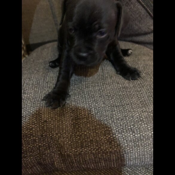 Staffordshire Bull Terrier - Dogs