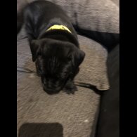 Staffordshire Bull Terrier - Dogs