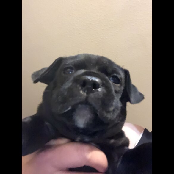 Staffordshire Bull Terrier - Dogs