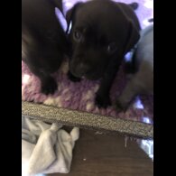 Staffordshire Bull Terrier - Dogs