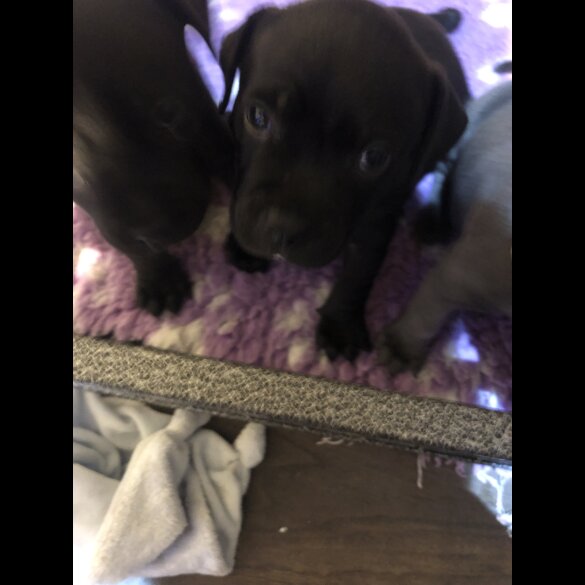 Staffordshire Bull Terrier - Dogs