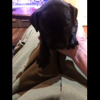 Staffordshire Bull Terrier - Dogs