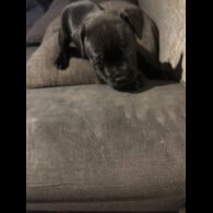 Staffordshire Bull Terrier - Dogs