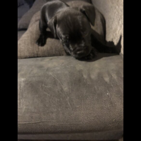 Staffordshire Bull Terrier - Dogs