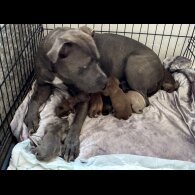 American Bulldog - Both