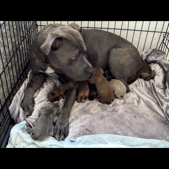 American Bulldog - Both
