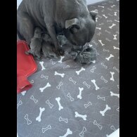 Staffordshire Bull Terrier - Both