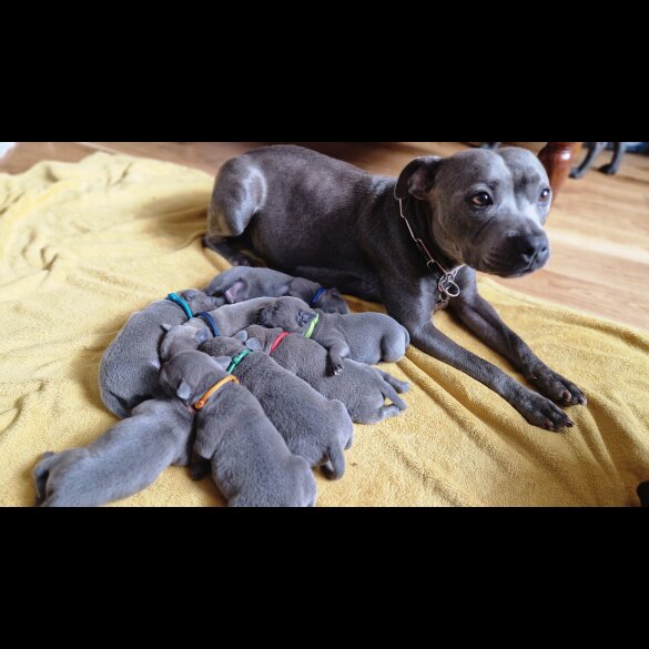 Staffordshire Bull Terrier - Both