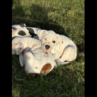 Staffordshire Bull Terrier - Both