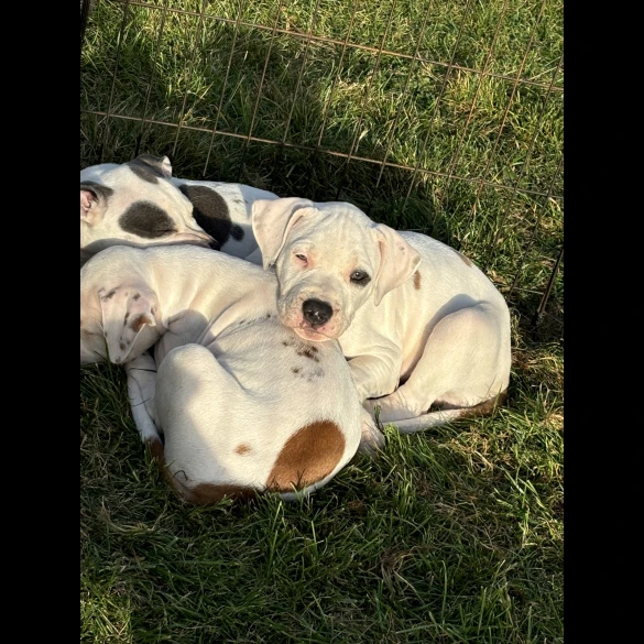 Staffordshire Bull Terrier - Both