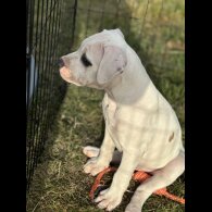 Staffordshire Bull Terrier - Both