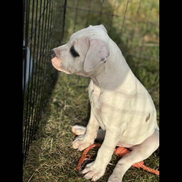 Staffordshire Bull Terrier - Both