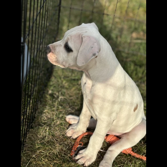 Staffordshire Bull Terrier - Both