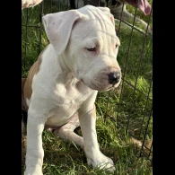 Staffordshire Bull Terrier - Both