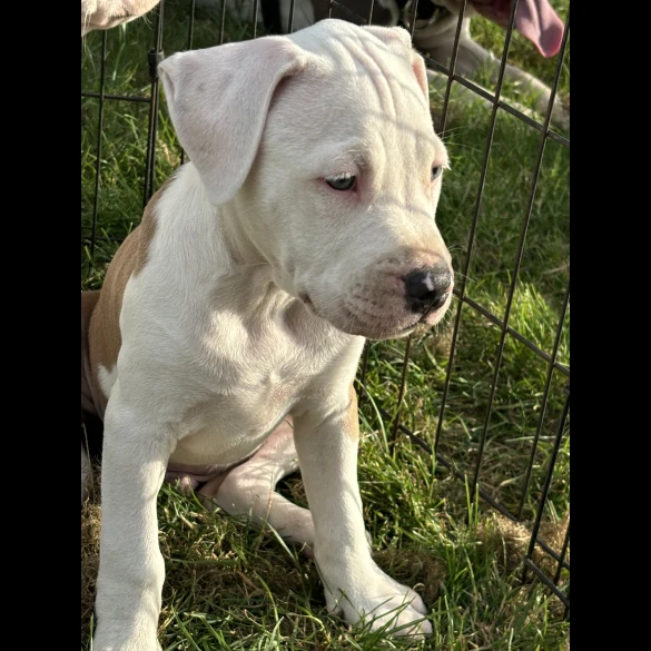 Staffordshire Bull Terrier - Both