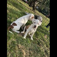 Staffordshire Bull Terrier - Both