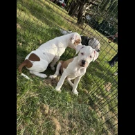 Staffordshire Bull Terrier - Both