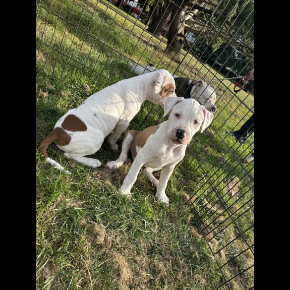 Staffordshire Bull Terrier - Both