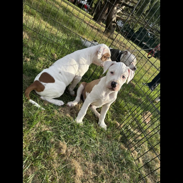 Staffordshire Bull Terrier - Both