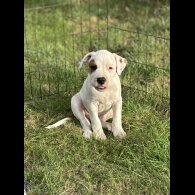 Staffordshire Bull Terrier - Both