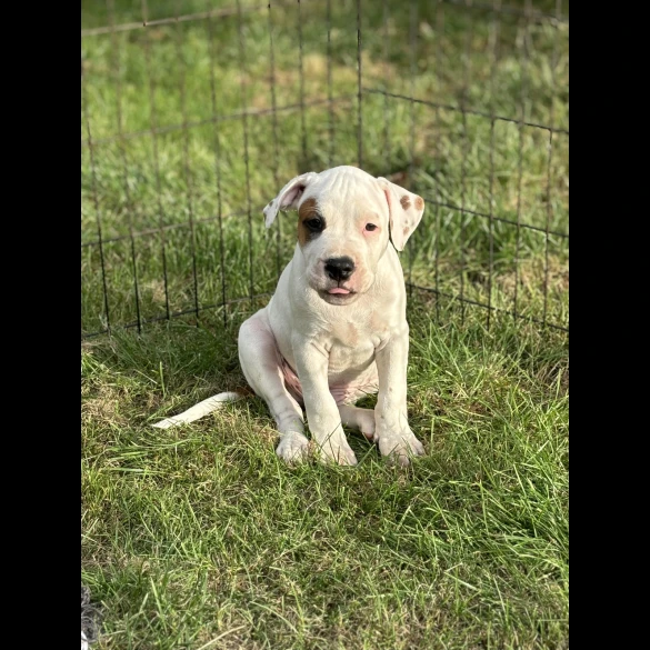 Staffordshire Bull Terrier - Both