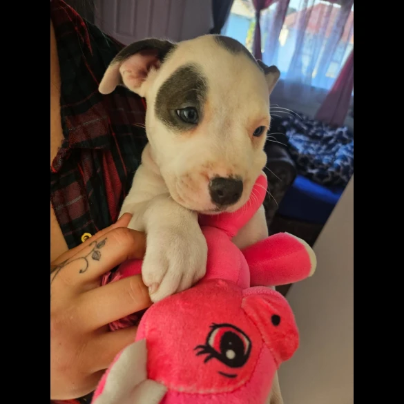 Staffordshire Bull Terrier - Both