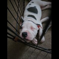 Staffordshire Bull Terrier - Both