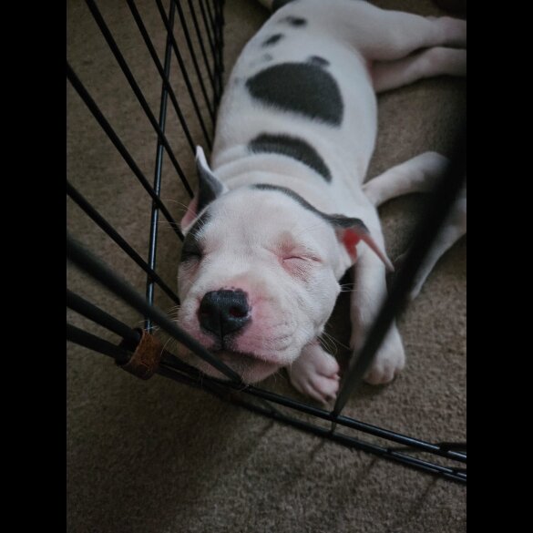 Staffordshire Bull Terrier - Both
