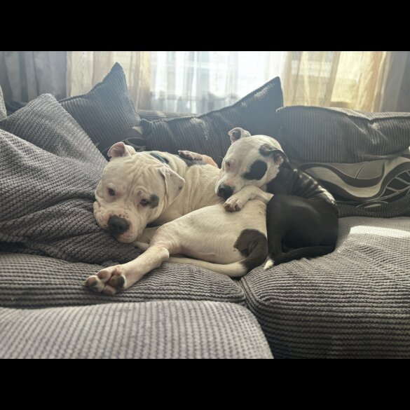Staffordshire Bull Terrier - Both
