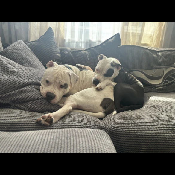 Staffordshire Bull Terrier - Both