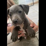 Staffordshire Bull Terrier - Both