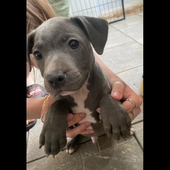 Staffordshire Bull Terrier - Both