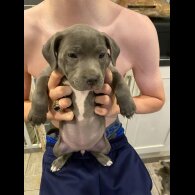 Staffordshire Bull Terrier - Both