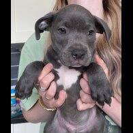 Staffordshire Bull Terrier - Both