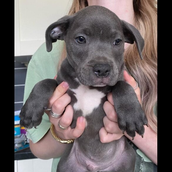Staffordshire Bull Terrier - Both
