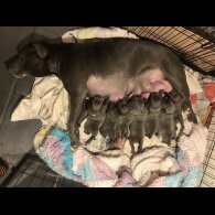 Staffordshire Bull Terrier - Both