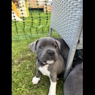 Staffordshire Bull Terrier - Bitches